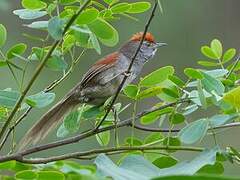 Spix's Spinetail