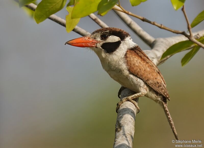 White-eared Puffbirdadult