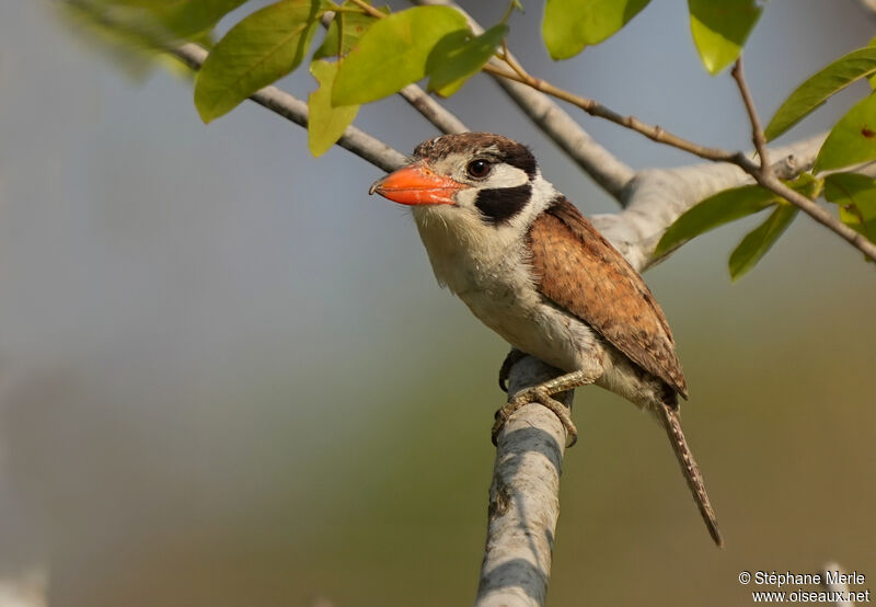 White-eared Puffbirdadult