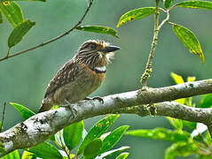 Crescent-chested Puffbird