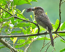 Crescent-chested Puffbird