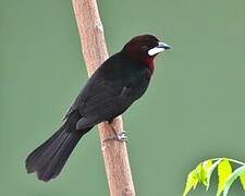 Silver-beaked Tanager