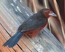 Silver-beaked Tanager