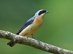 Fawn-breasted Tanager