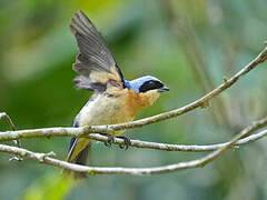 Fawn-breasted Tanager