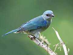 Azure-shouldered Tanager