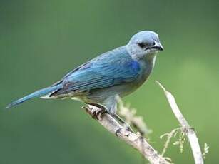 Tangara à épaulettes bleues