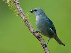 Tangara à épaulettes bleues