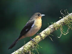 Black-goggled Tanager