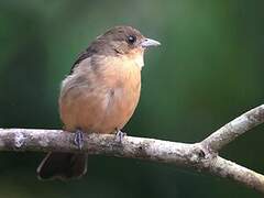 Black-goggled Tanager