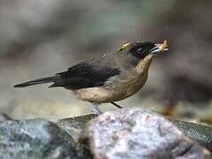 Black-goggled Tanager