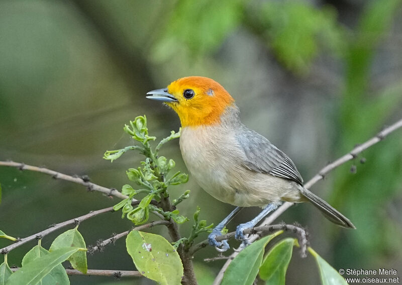 Orange-headed Tanageradult