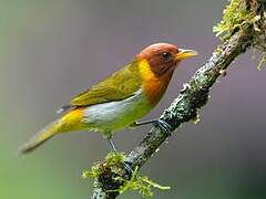 Rufous-headed Tanager