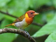 Rufous-headed Tanager