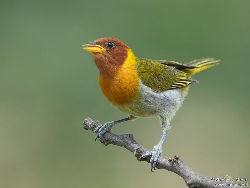 Rufous-headed Tanageradult