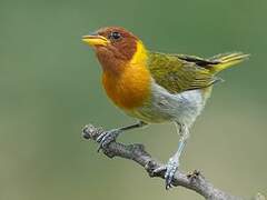 Rufous-headed Tanager