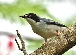 Hooded Tanager