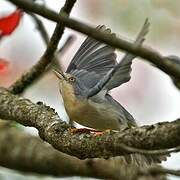 Hooded Tanager