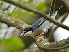 Hooded Tanager