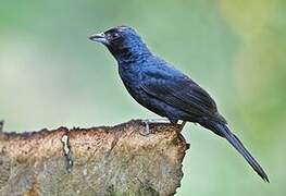 Ruby-crowned Tanager