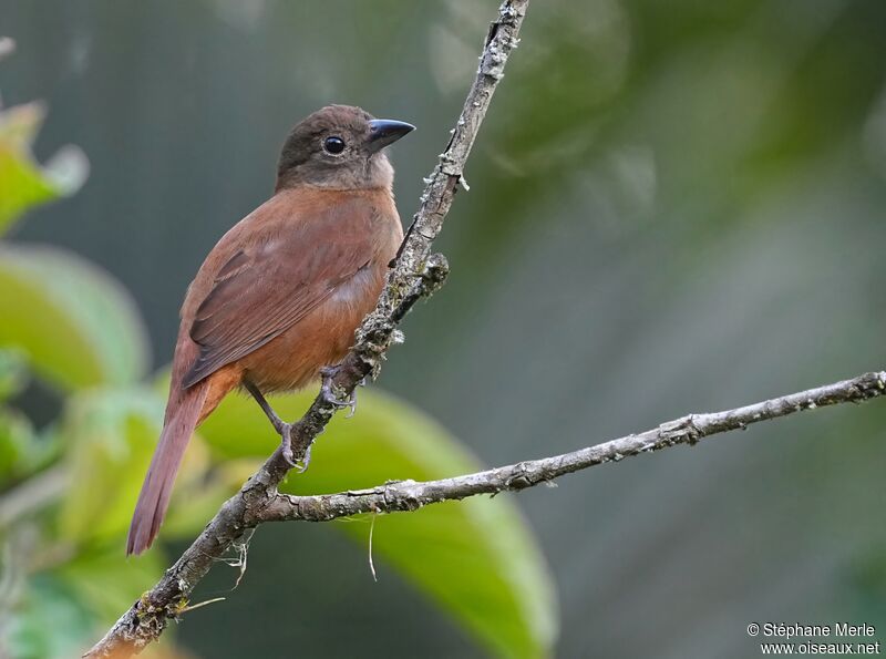 Ruby-crowned Tanager female adult