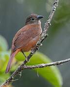 Ruby-crowned Tanager