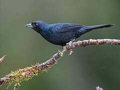 Ruby-crowned Tanager