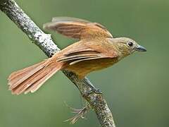 Ruby-crowned Tanager