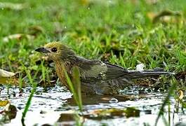 Palm Tanager