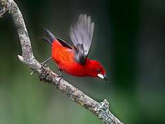 Brazilian Tanager