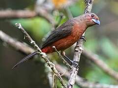 Brazilian Tanager