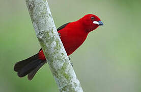 Brazilian Tanager