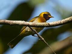 Guira Tanager