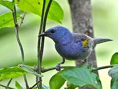 Golden-chevroned Tanager