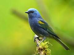 Golden-chevroned Tanager