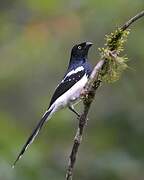 Magpie Tanager