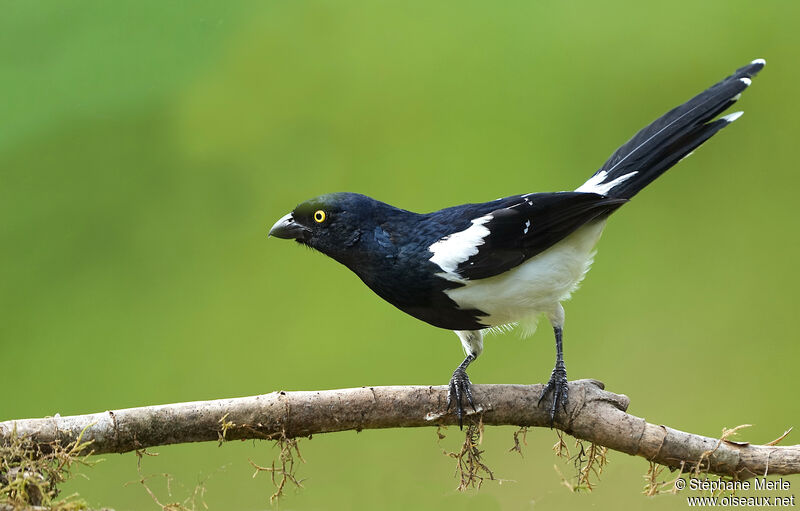 Magpie Tanageradult