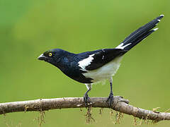 Magpie Tanager