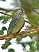 Sayaca Tanager