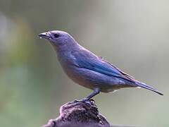 Sayaca Tanager