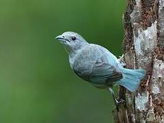 Sayaca Tanager