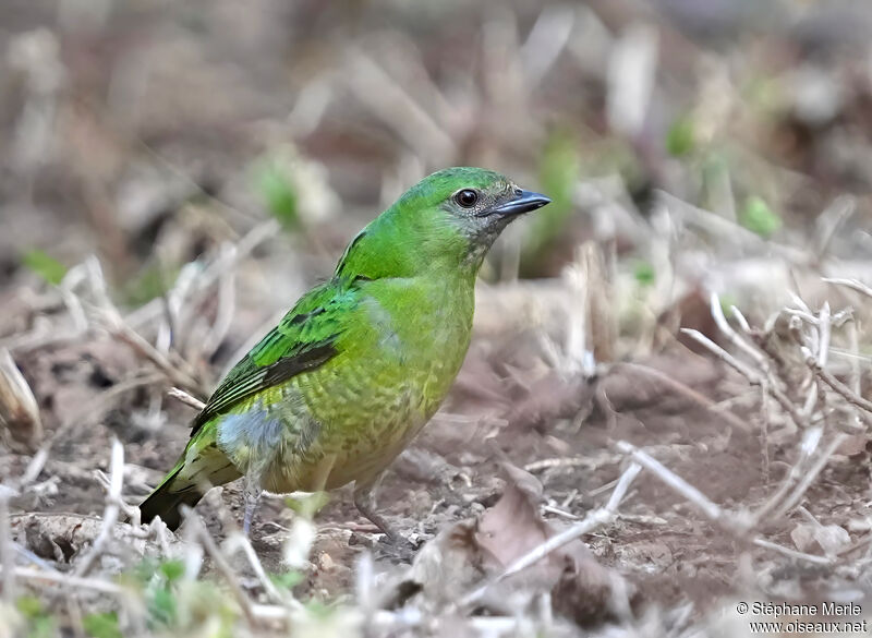 Swallow Tanager female adult