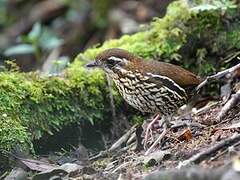 Cryptic Antthrush