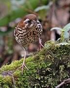 Cryptic Antthrush