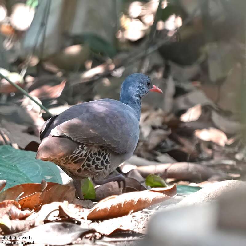 Small-billed Tinamouadult, identification