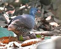 Tinamou à petit bec