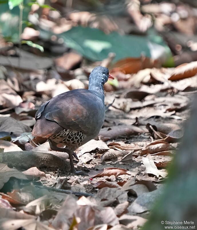 Small-billed Tinamou