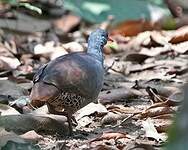 Tinamou à petit bec