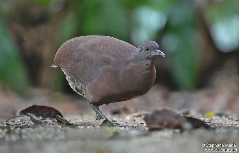 Tinamou brun