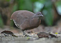 Tinamou brun